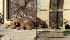 FOTO/VIDEO: Imagini sfâşietoare! Câinele unei jurnaliste ucise stă la uşă în aşteptarea stăpânei sale